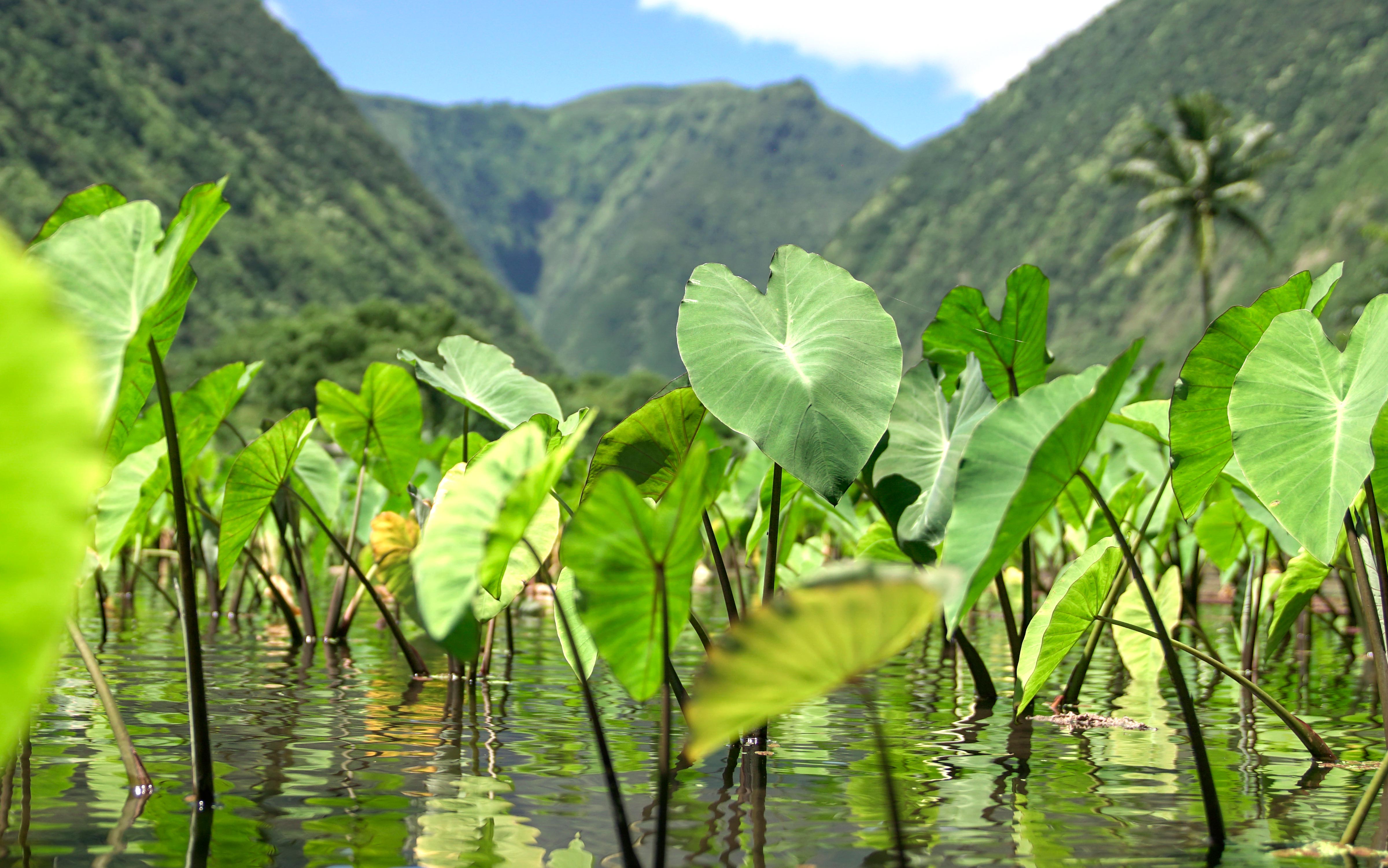 One Pair, One Kalo: OluKai Giving Tuesday 2023