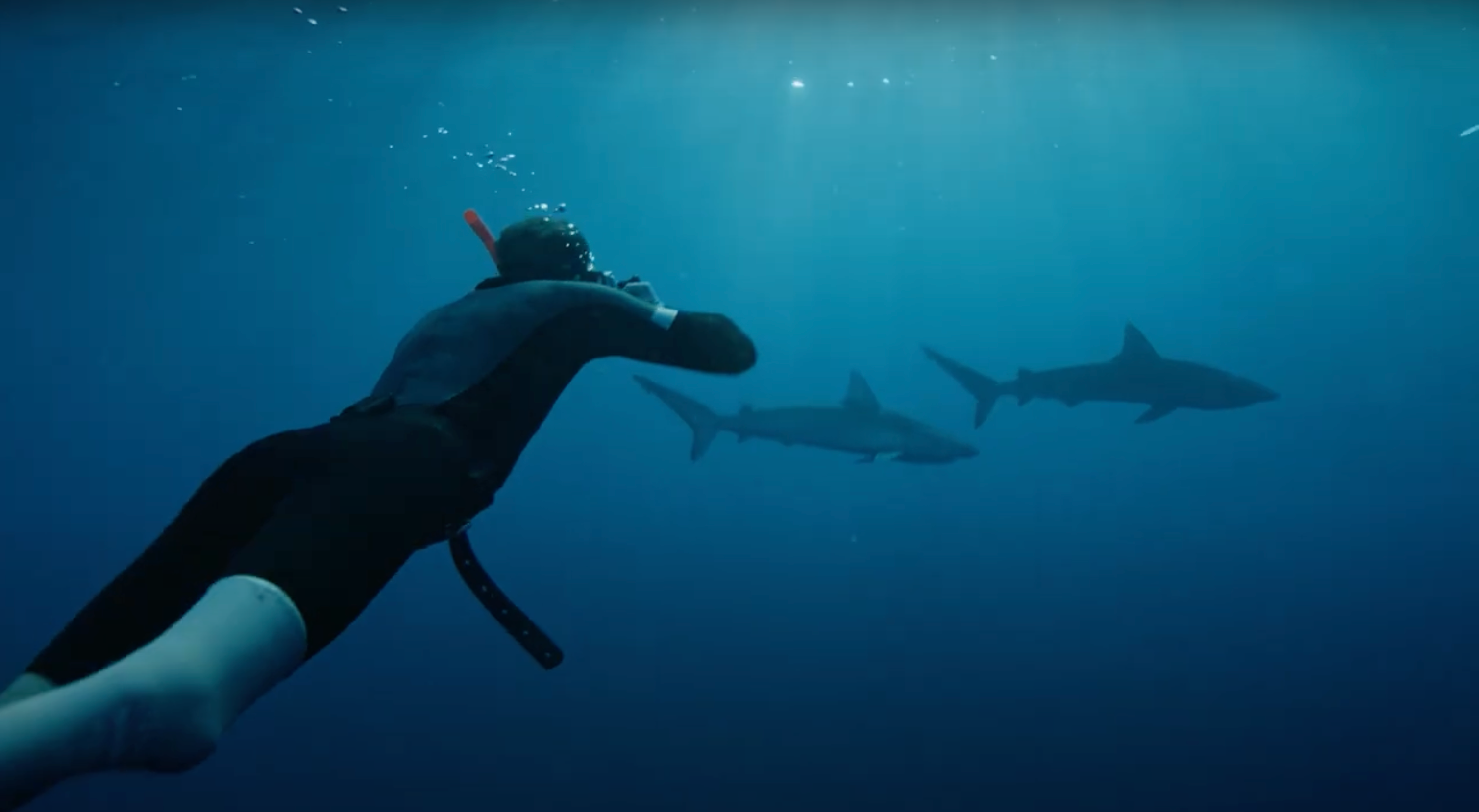 Shark Dive with Mike Coots