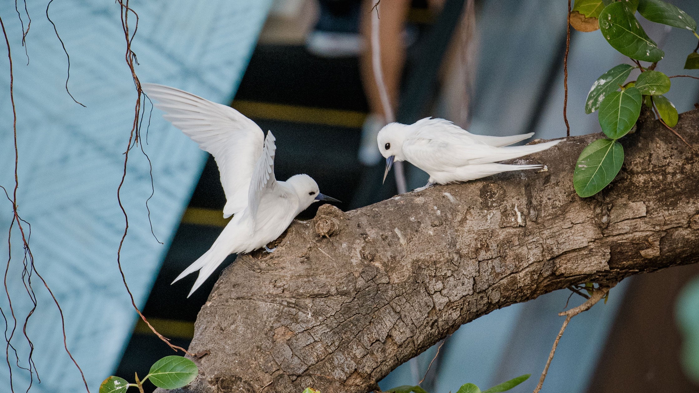 Tern Signal